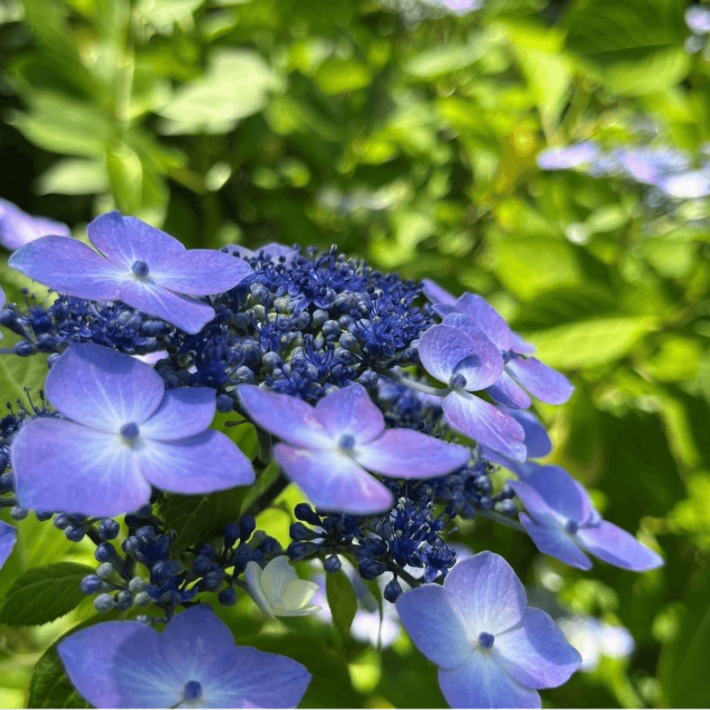 Instagram公式アカウント